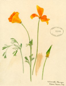 wildflower_poppy