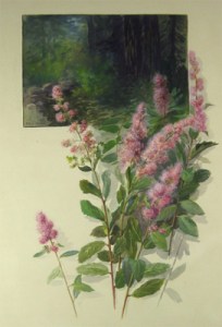 wildflowers_spiraea